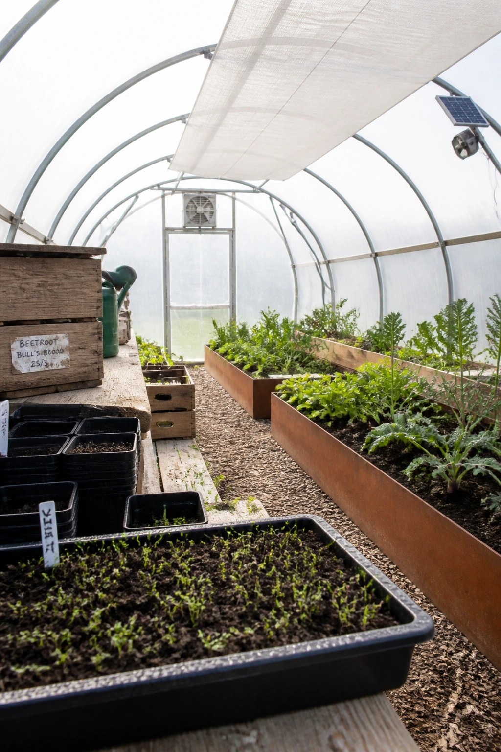 Interior of a greenhouse with raised beds of leafy plants along one side and black seedling trays arranged on a wooden bench.