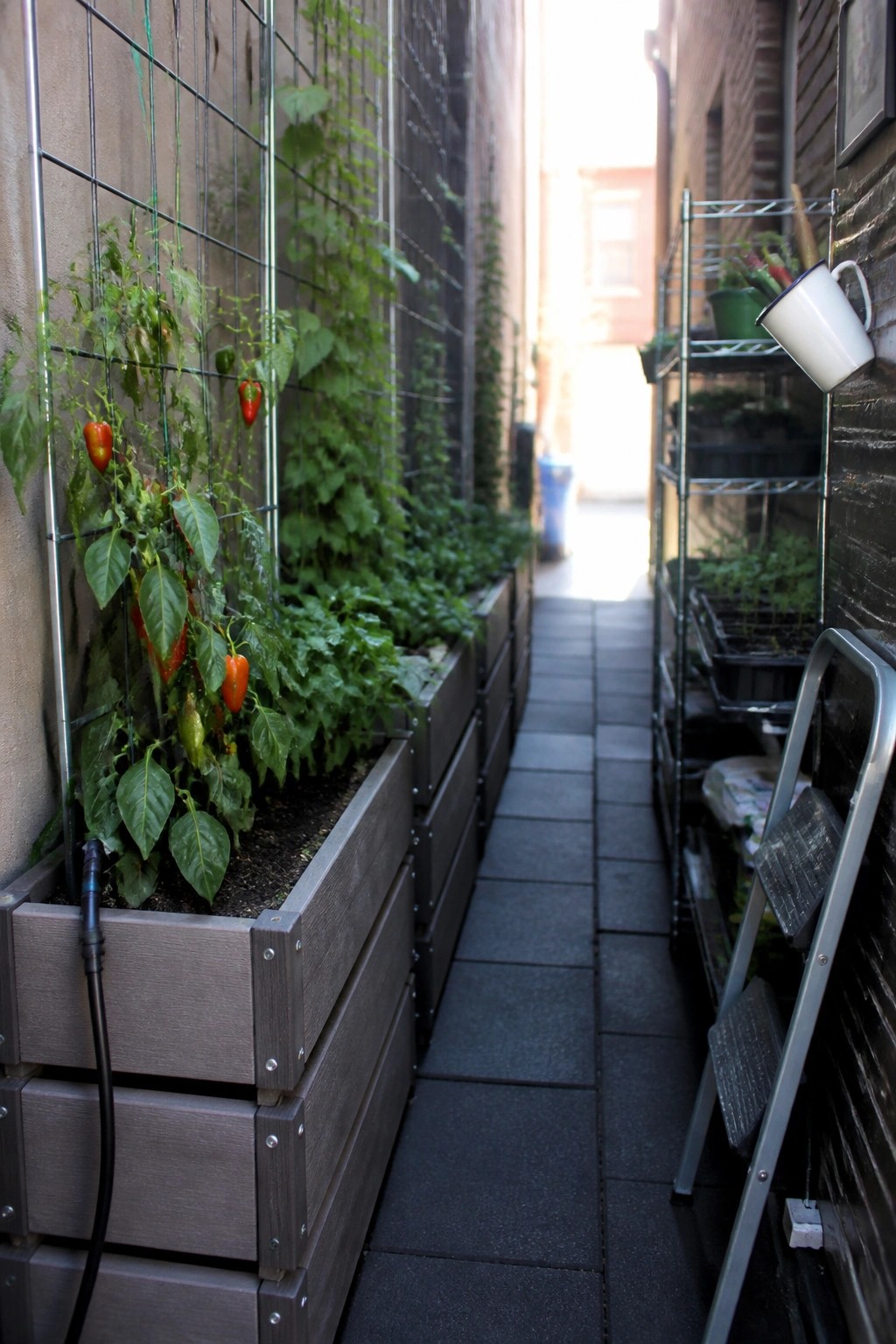 Narrow paved walkway between buildings with wooden raised garden beds fitted with wire trellises holding pepper plants on the left and metal shelving with plant trays on the right.