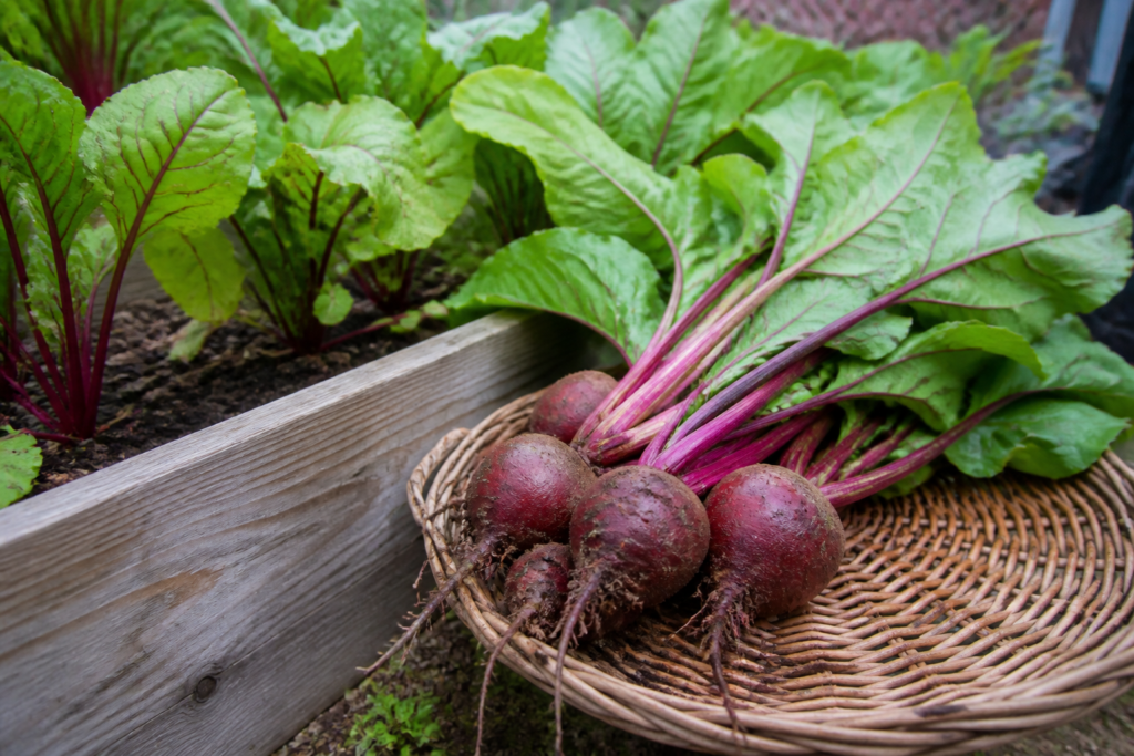 Harvested beets from a cool-season planting