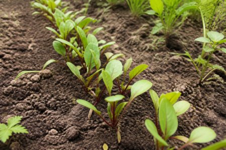 Beet seedlings at thinning stage in a straight garden row