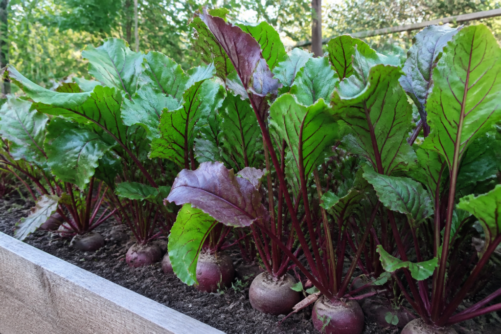 Healthy beets growing in prepared soil