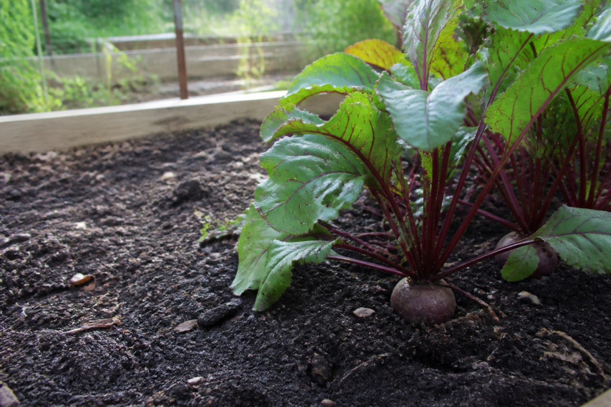 Beet plants growing in loose soil in a backyard raised bed