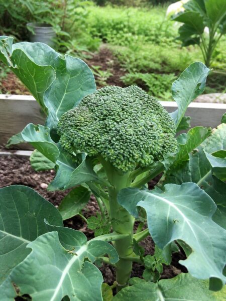 Healthy broccoli plant with a compact green crown in a raised bed