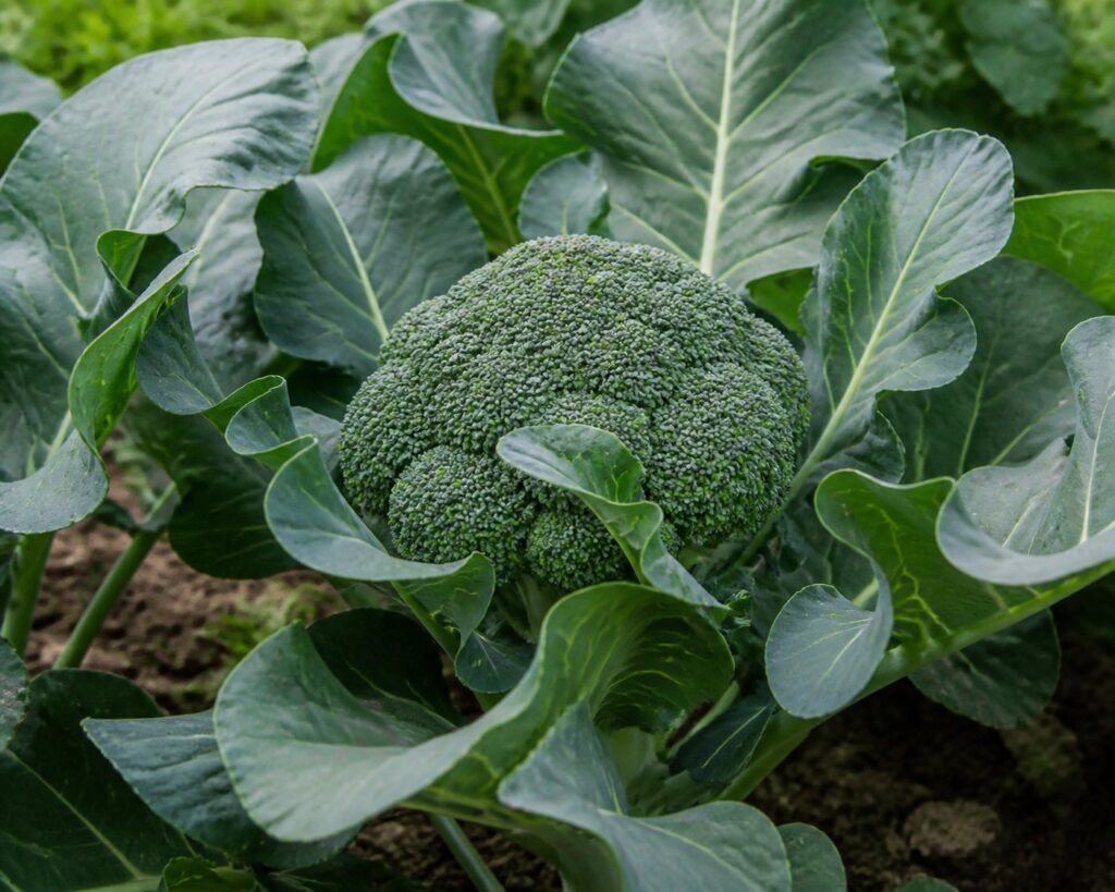 Why Broccoli Is Not Forming Heads Mature broccoli crown with tight green buds