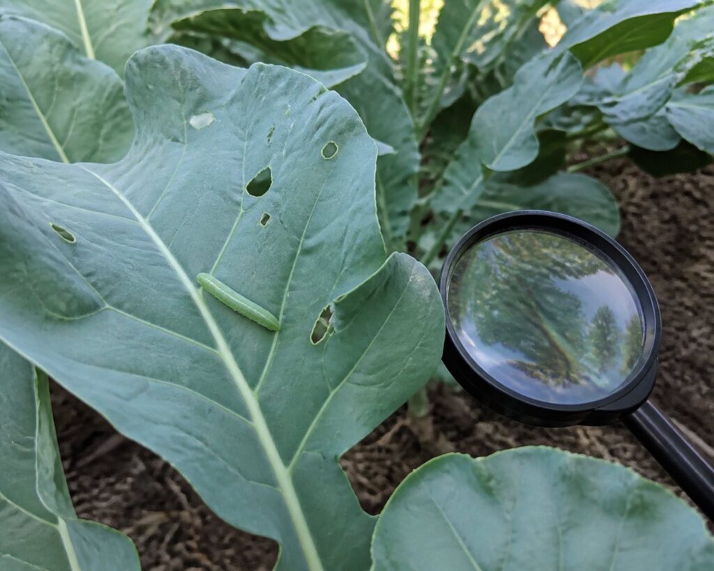 Broccoli leaves with cabbage worm feeding damage