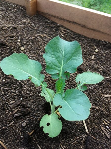 Young broccoli transplant in prepared garden soil