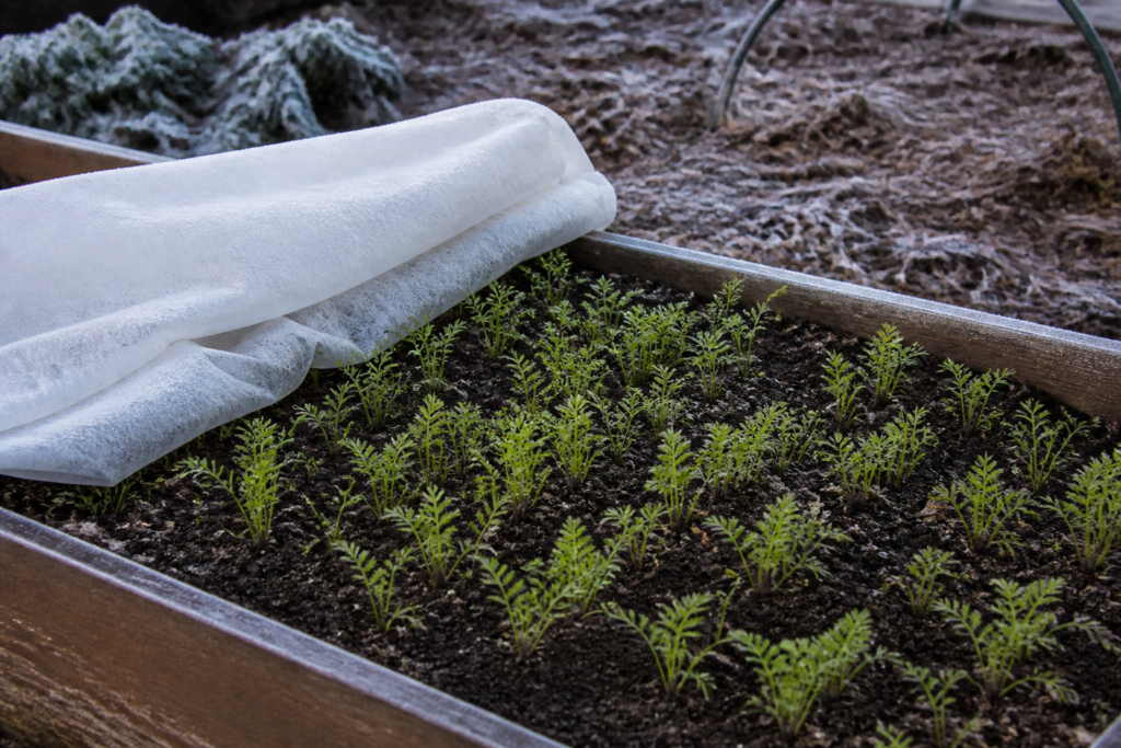 Young carrots in a raised bed beside a frost cover during cool-season planting
