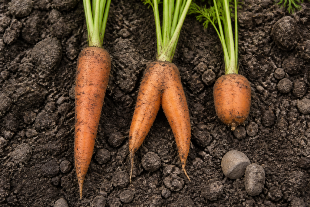 Straight, forked, and short carrots shown on uneven garden soil