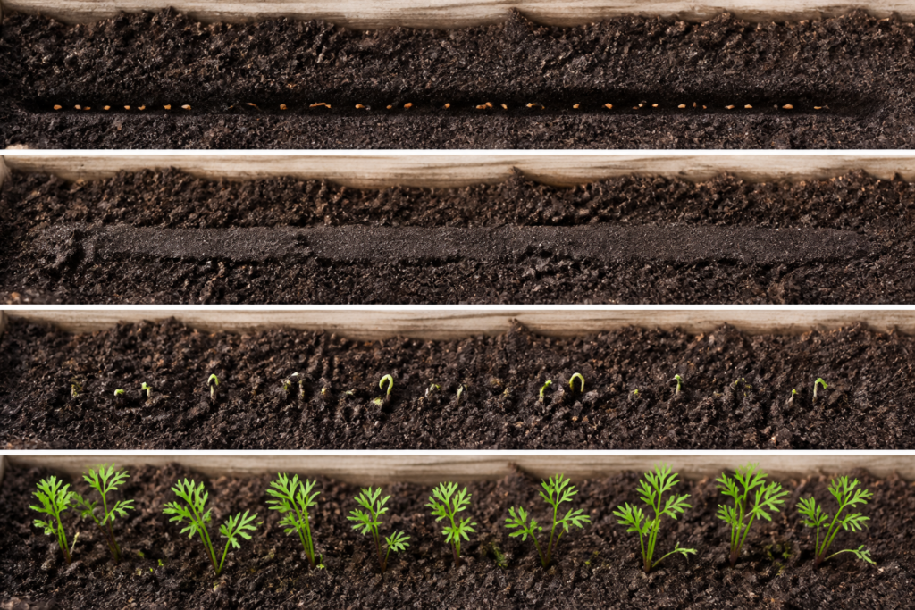 Carrot seeds in a shallow soil furrow progressing to newly emerged carrot seedlings