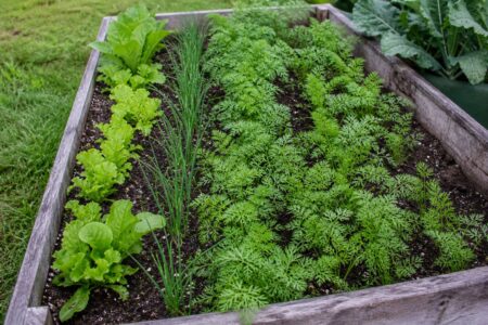 Raised bed with carrots growing beside chives and lettuce with clear spacing