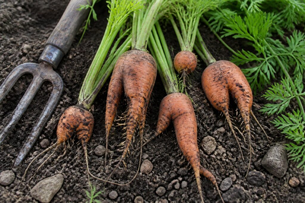 Why Carrots Grow Forked, Short, or Misshapen Forked and misshapen carrots lifted from dark garden soil