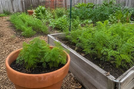 Carrots growing in a terracotta container beside a weathered raised bed and in-ground row