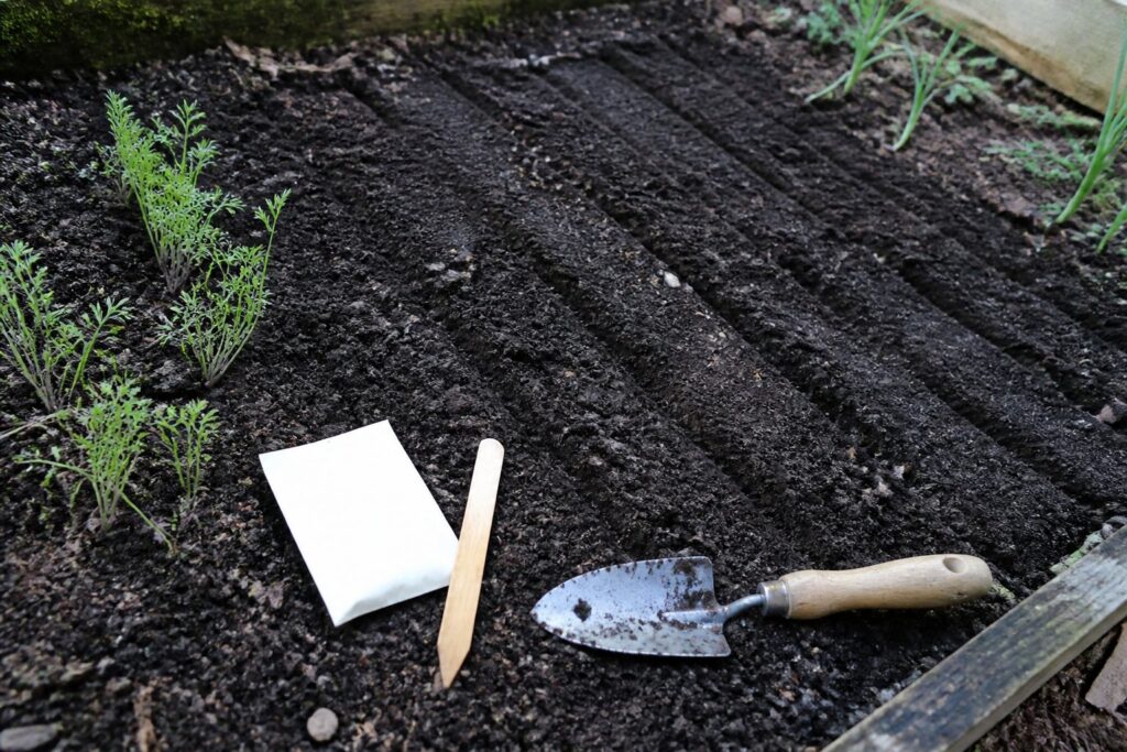 When to Plant Carrots: A Seasonal Sowing Guide Freshly prepared carrot seedbed with shallow sowing furrows and a hand trowel