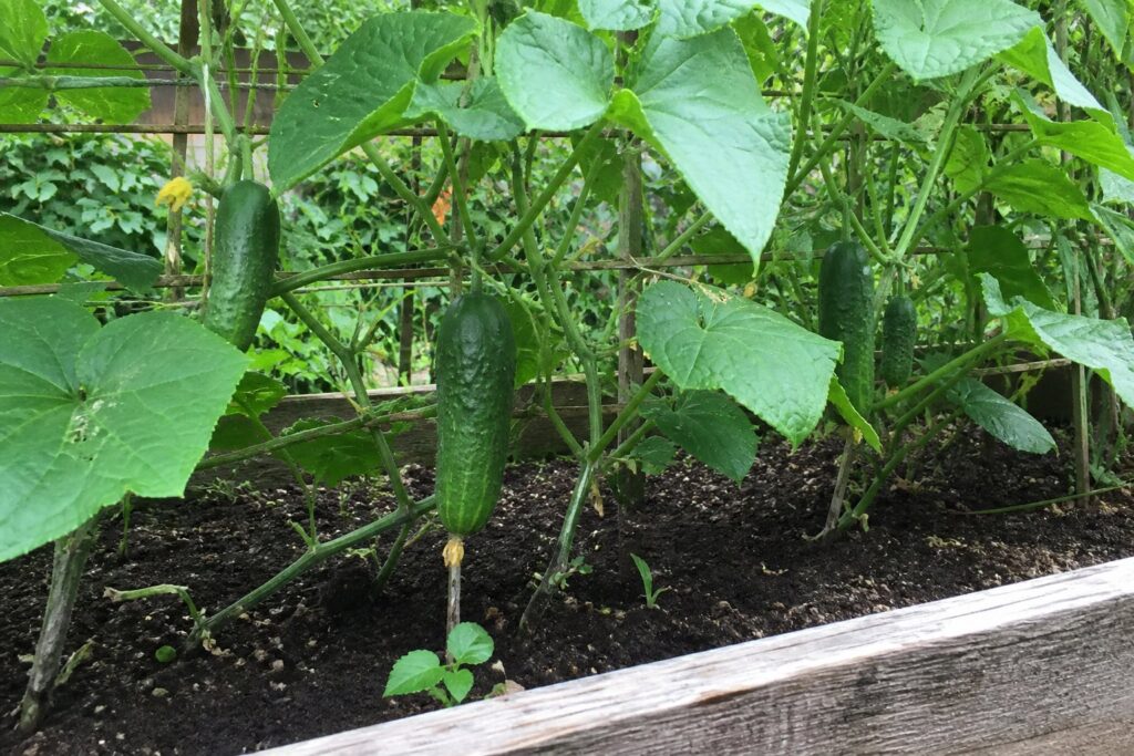 Healthy cucumber vines with young cucumbers growing in a raised bed