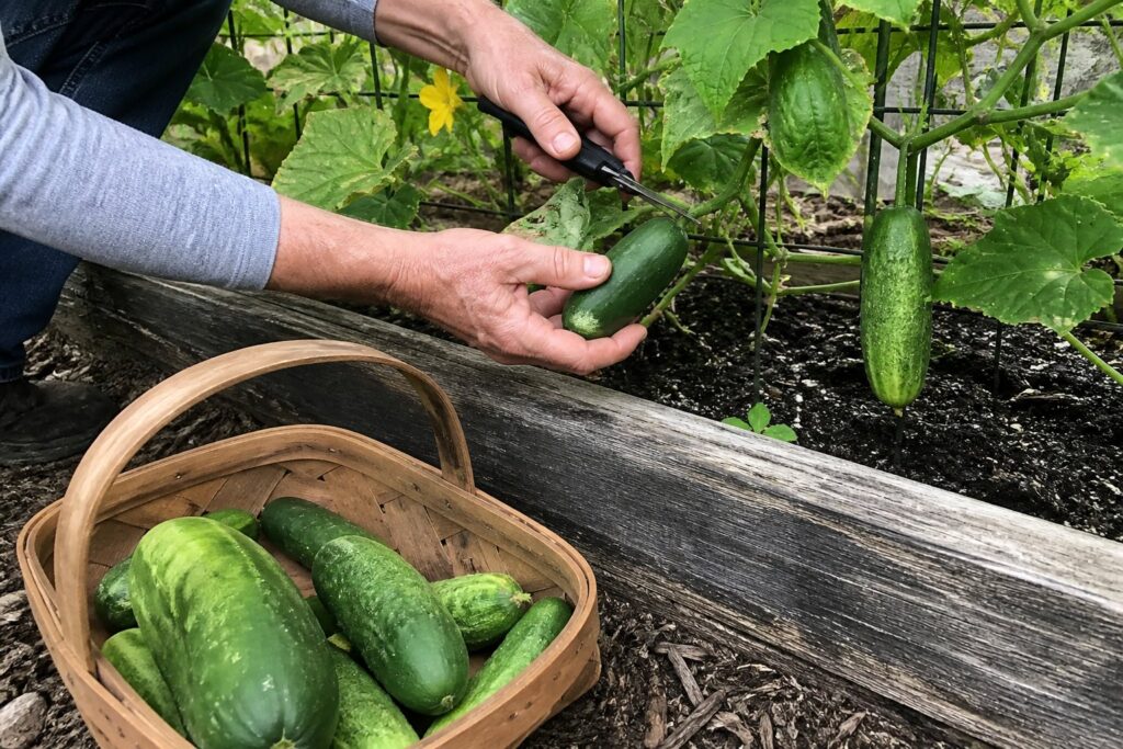 When and How to Harvest Cucumbers Fresh cucumbers being cut from a trellis into a garden basket