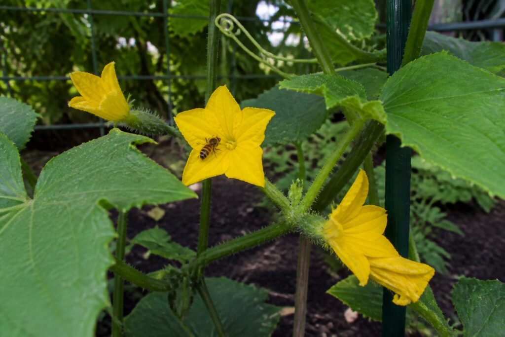 Cucumber Flowers but No Fruit: Pollination Problems Explained Bee visiting yellow cucumber flowers on a garden plant