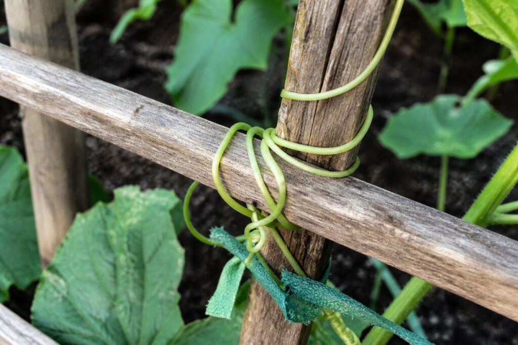 Cucumber tendril wrapping around a wooden trellis with a soft plant tie