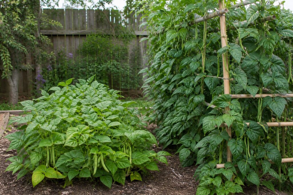 Bush Beans vs Pole Beans: Which Should You Grow? Backyard garden comparison of bush beans and pole beans