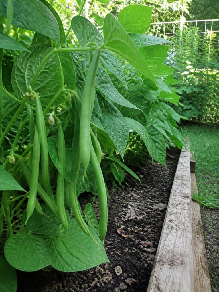 Healthy green bean plants with abundant pods in a raised bed