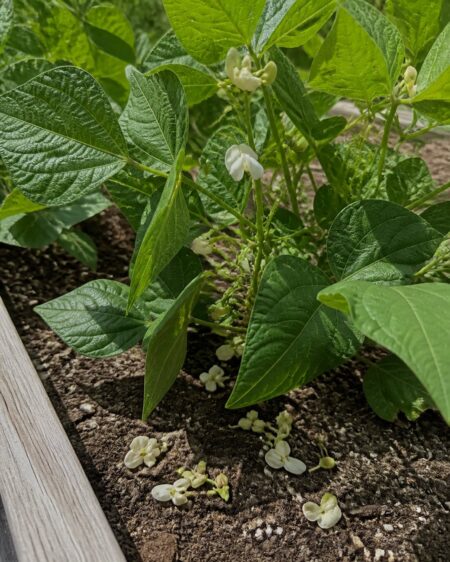 Green bean plant flowering during warm weather