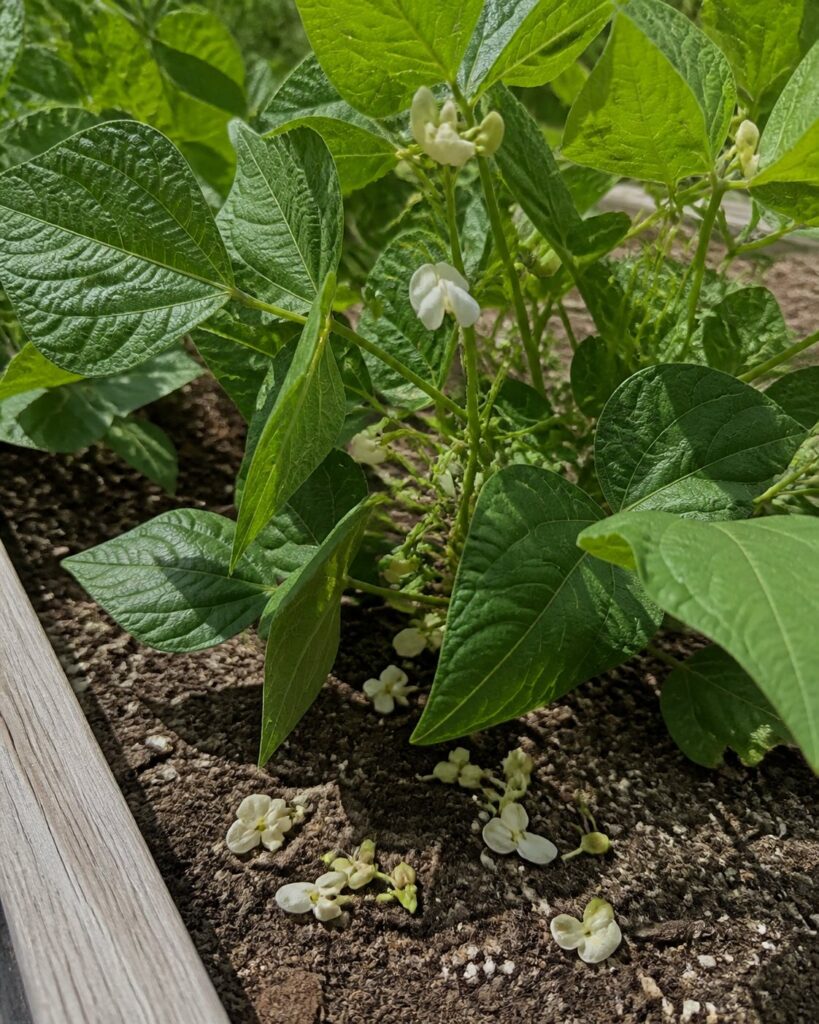 Why Green Beans Flower but Do Not Produce Beans Green bean plant flowering during warm weather