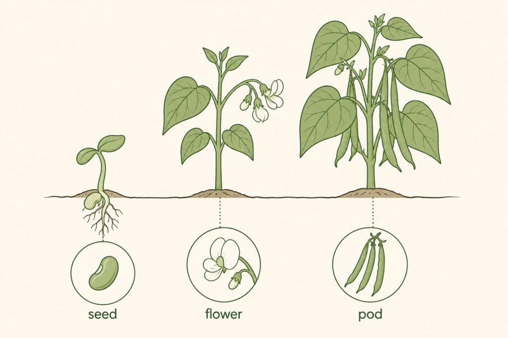 Diagram of green bean seed flower and pod stages