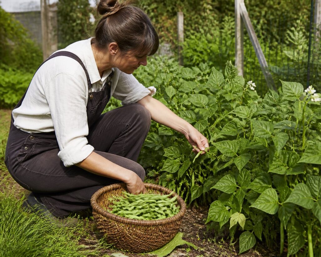 Gardener harvesting green beans into a woven basket