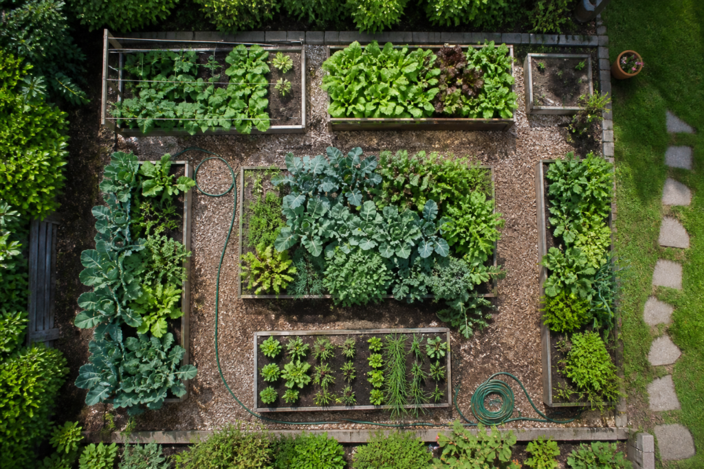 A simple backyard vegetable garden layout