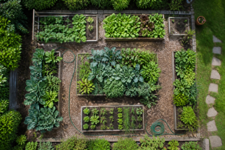 Overhead view of a small backyard vegetable garden layout
