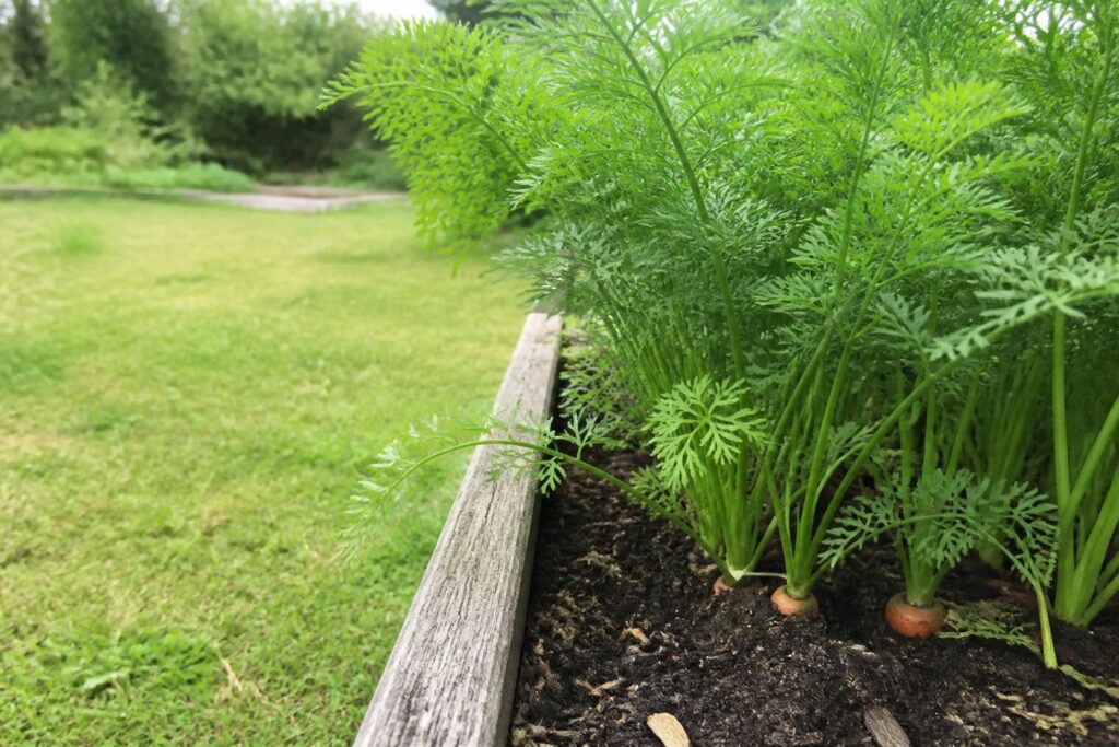 Carrots growing in a raised garden bed with feathery green foliage and dark soil